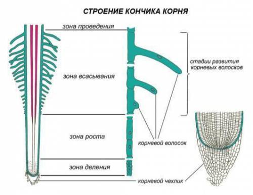 Зоны корня их харахтиристика и функция