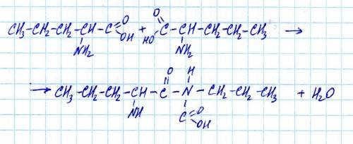 Реакція утворення дипептида амінопентанової кислоти