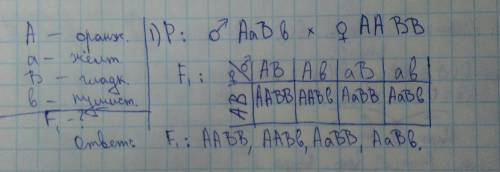 Плоды персиков бывают оранжевые и желтые, гладкие и пушистые. ген оранжевого цвета доминантный, ген