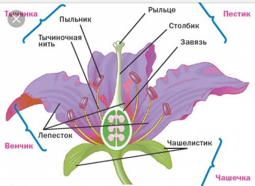 Венчик цветка 1.состоит из чашелистиков и лепестков 2.состоит из чашелистиков 3.представляет собой в