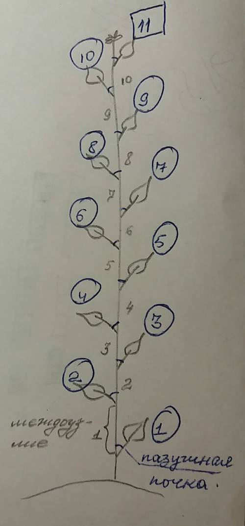 Сколько максимум пазушных почек на побеге крапивы если у него 10 междоузлий