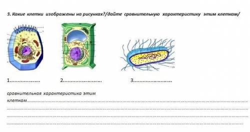 Проверочная работа по теме «строение клетки» вариант 1 9 кл. уровень а (выберите один правильный отв