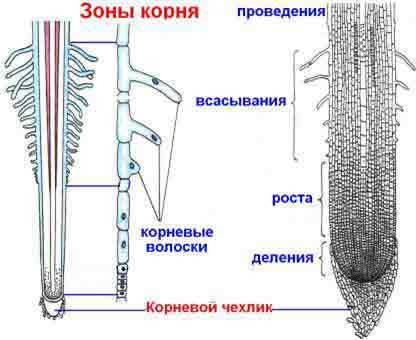 Вкаком порядке расположены участки корня? 1.проводящий 2.корневой чехлик 3.всасывающий 4.растущий