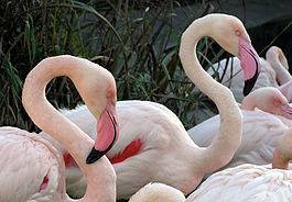 Что нужно делать чтоб сохранить вид птиц розовый фламинго