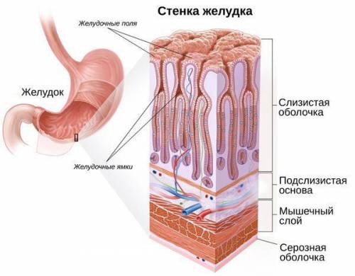 Ткань желудка: особенности строения; расположение в организме; функции.