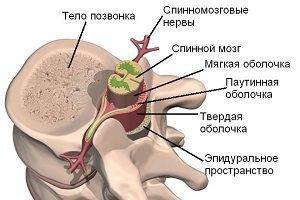 Какой орган находится внутри позвоночника