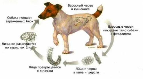 Составьте рисунок как размножаются собаки заранее земной поклон