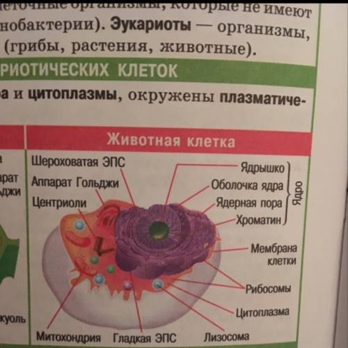 Выберите все верные ответы животной клетке свойственны следующие особенности строения и жизнедеятель