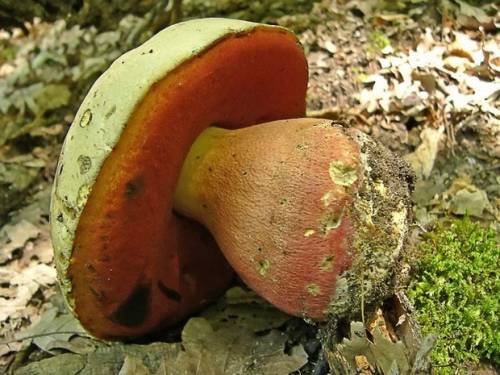 Доклад на тему ядовитые растения и грибы харьковской области