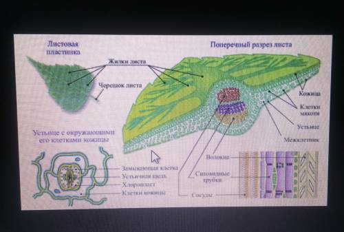 Таблица: клеточное строение листа 1. слои листа (части листа). например: жилки и т.д 2. характерис