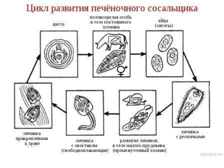 Какие при позволили печёночному сосальщику широко распространиться в природе? назовите не менее трёх