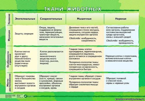 5класс биология таблица ткани животного ткани растения