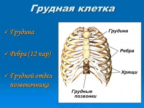 Грудная клетка человека состоит из скольки пары ребер