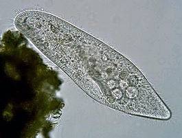 Сравните одноклеточный организм - имфузорию-туфельку и многоклеточное животное- хомяка чем похожы эт