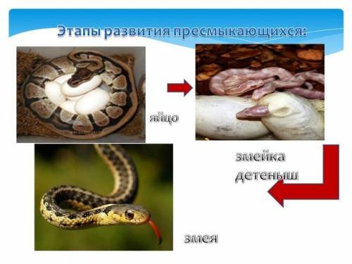 Какая цепь развития у змеи? ! : -( : -( : -( : -( : -(