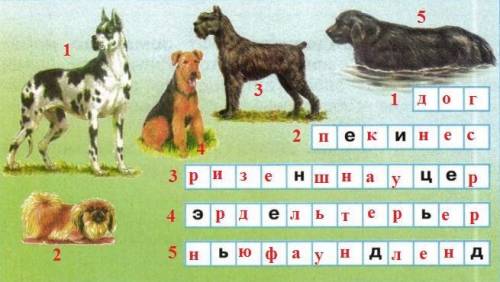 Как называются эти породы собак? напиши пользуясь атласом определителем от земли до неба