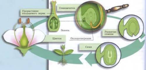 Заполни схему жизненного цикла лимона. напиши последовательно этапа развития растения​