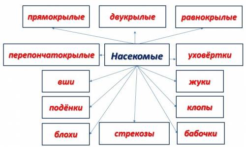 Кластер 7 класс по биологии на тему: < > (желательно побольше, но чтоб убралось на лист а4) за