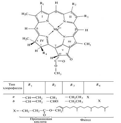 Укажите элемент который входит в состав молекулы хлорофилла