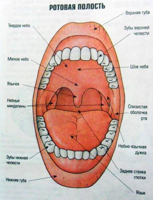 Какое строения имеет ротовая полость