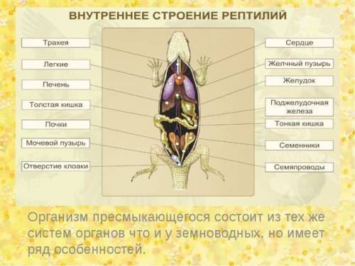 с биологией сегодня ср нужна общач характеристика класса пресмыкающиеся, или