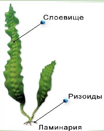 Растения ,которые имеют таллом и ризоиды относят к: 1.мхи; 2.водоросли 3.покрытосеменные 4.папоротни