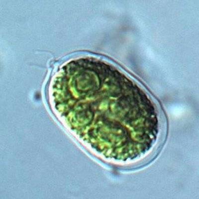 Рассмотри под микроскопом одноклеточные водоросли найди хламидомонада хлорелла как отличить их от др