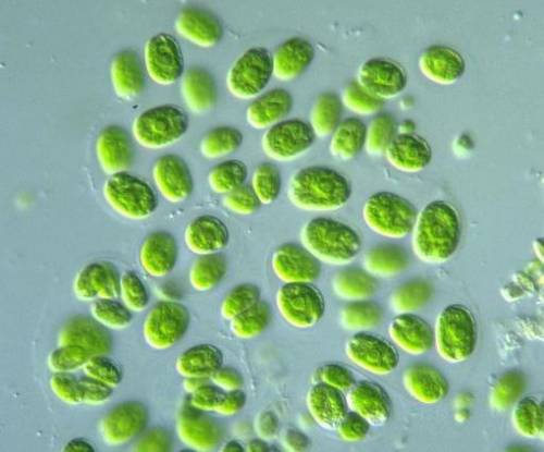 Рассмотри под микроскопом одноклеточные водоросли найди хламидомонада хлорелла как отличить их от др