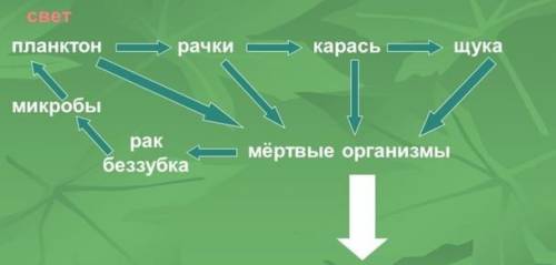 Как нарисовать круговорот веществ водоёма