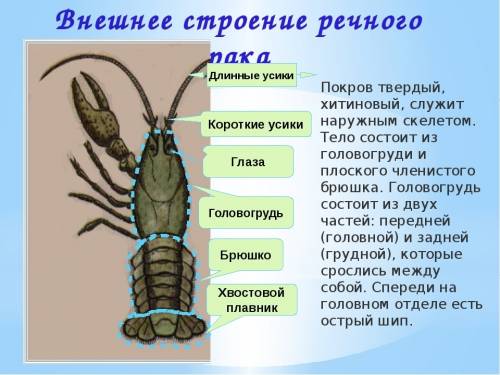 Внешние органы головогруди и брюшка функции головогруди и брюшка