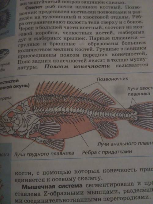 Чем строение позвоночных рыб сложнее беспозвоночных? почему?
