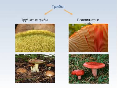 Чем трубчатые грибы отличаются от пластинчатых?