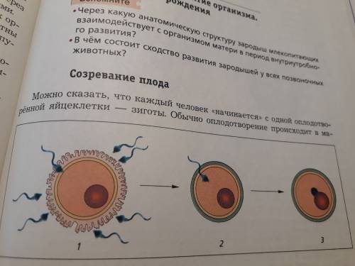 Как происходит зачатие ребенка. опишите строение половой системы мужчины и женщины. по биологии