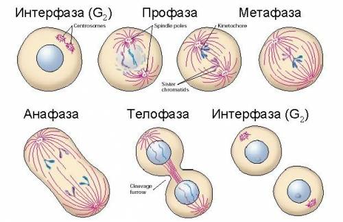 Найдите три ошибки в тексте. укажите номера предложений, в которых они допущены, исправьте их. 1. в