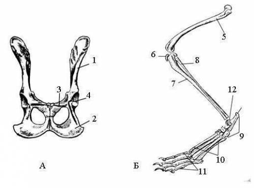 Скелет пояса свободной задней конечности у млекопитающих