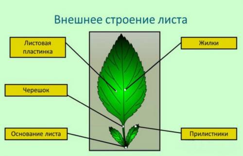 Нарисуйте внешнее строение листа однодольного растения и подпишите части: пластину, разросшееся осно