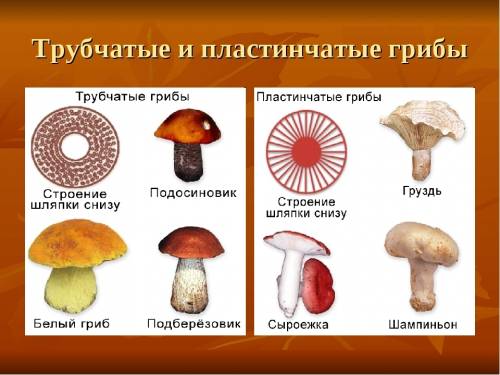Примеры трубчатого и пластинчатого гриба