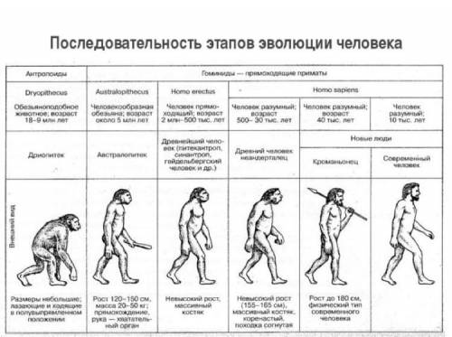 Заполнить таблицу «этапы эволюции человека» !