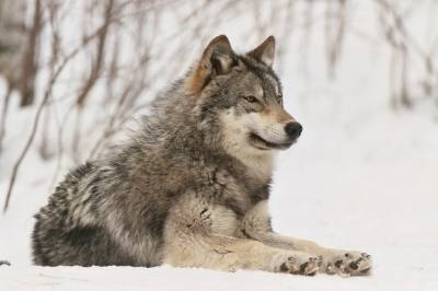 Мне нужно составить описание про волка серава и лося обычнава 8 строчек у каждого