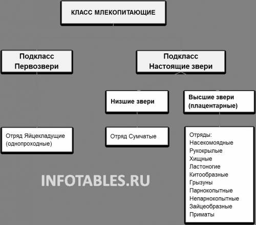 Краткий пересказкласс млекопитающие,или звери?