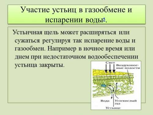 Какой строй имеет устьица и каким образом они функционируют