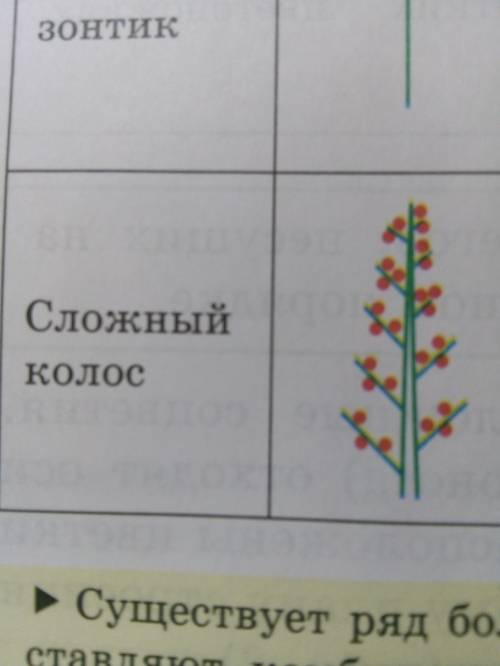 Рассмотрите сложные соцветия найдите главную ось, боковые оси. определите типы представленных соцвет