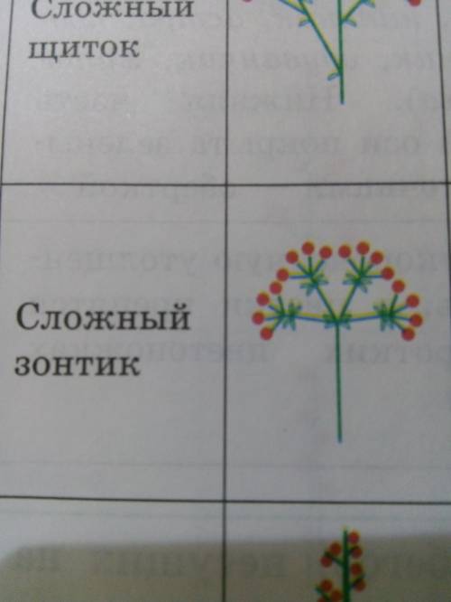 Рассмотрите сложные соцветия найдите главную ось, боковые оси. определите типы представленных соцвет