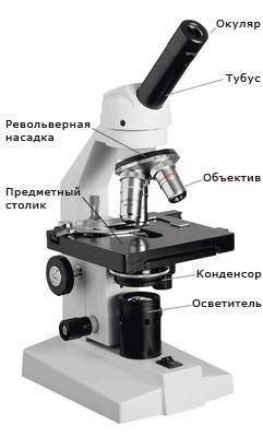 Какую роль играет объектив микроскопа