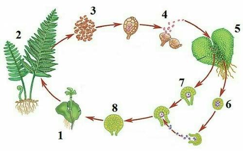 Схема по биологии половое размножение растений