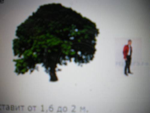 На рисунке изображены дерево и человек. высота дерева составляет 4,7м. определите примерную высоту ч