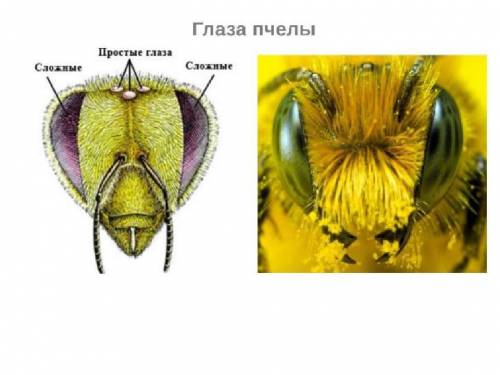 Скакого органа пчелы различать цвета?