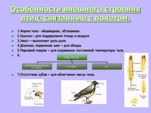 1) опишите особенности внешнего вида и внутреннего строения птиц. выделите особенности строения, обе