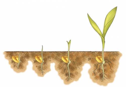 3.рассмотрите изображение.прорастание семени кукурузы (a) опишите, как растение растет в длину. (b)
