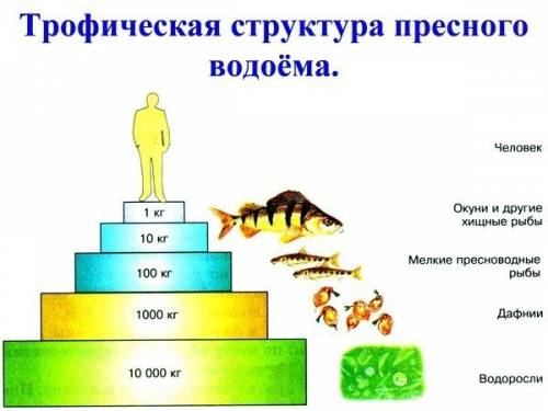 Составить пирамиду биосферы водоема